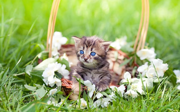 Tháng 9 âm lịch này, 3 con giáp lật ngược vận thế, phúc tinh dẫn đường