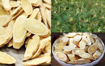 Bất ngờ 2 nơi duy nhất ở Việt Nam trồng được loại rễ cây bổ ngang nhân sâm mà giá chỉ bằng 1/10: Chống lão hoá, kiểm soát đường huyết, ngừa cả ung thư