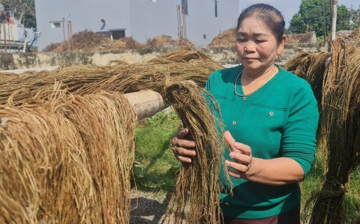Phá bỏ ồ ạt 'cây làm giàu': Giải quyết việc thiếu tiền, mở rộng lại vùng trồng