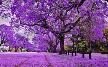 Cổ phiếu nhóm APEC xuất hiện nến đảo chiều: Chỉ báo mua hay bẫy tăng giá ảo?