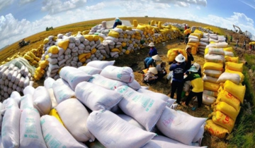 Gạo Trung An (TAR) lỗ gần 8 tỷ đồng trong quý 2/2023