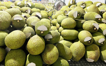 Giá mít Thái hôm nay ngày 16/8/2023: Mít Kem nhỏ và Kem loại 3 tăng 2.000 – 3.000 đồng/kg