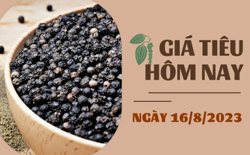 Giá tiêu hôm nay 16/8: Rời ngưỡng 73.000 đồng/kg, cao su TOCOM tăng hơn 0,1%