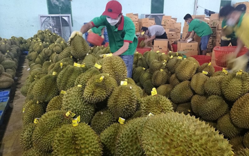 “Đánh bật” thanh long, xuất khẩu sầu riêng đạt con số kỷ lục
