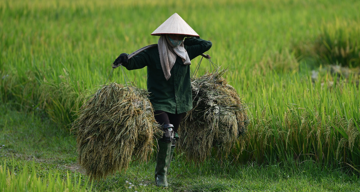 Nông dân trồng lúa vẫn nghèo và điều ‘ám ảnh tâm trí’ Bộ trưởng Lê Minh Hoan