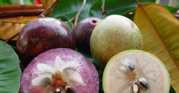 Loại quả chỉ độc nhất Việt Nam xuất khẩu, Mỹ, Trung mua ào ào bất chấp có lúc giá bán gần 500.000 đồng/kg