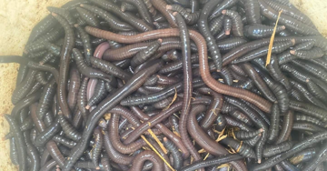 Phạt nặng tới 150 triệu đồng, kích điện tận diệt giun đất vẫn diễn ra rầm rộ