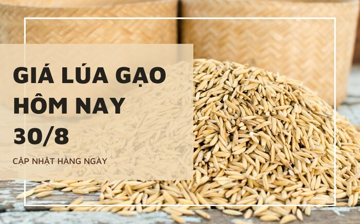 Giá lúa gạo hôm nay 30/8: Nếp Long An tăng 100 đồng/kg