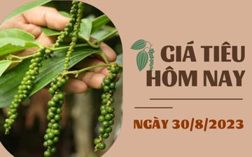 Giá tiêu hôm nay 30/8: Thị trường lặng sóng, cao su kỳ hạn biến động trái chiều
