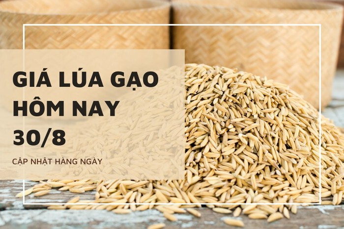 https://cdn.stockproxx.com/2023/8/30/gia-lua-gao.jpg