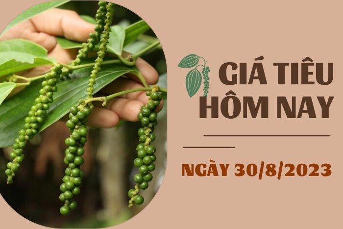 https://cdn.stockproxx.com/2023/8/30/gia-tieu.jpg