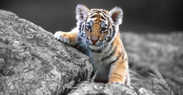 Bước sang tháng 9, 4 con giáp hoá giải vận xui, tiền bạc rủng rỉnh, vận may gõ cửa nhà