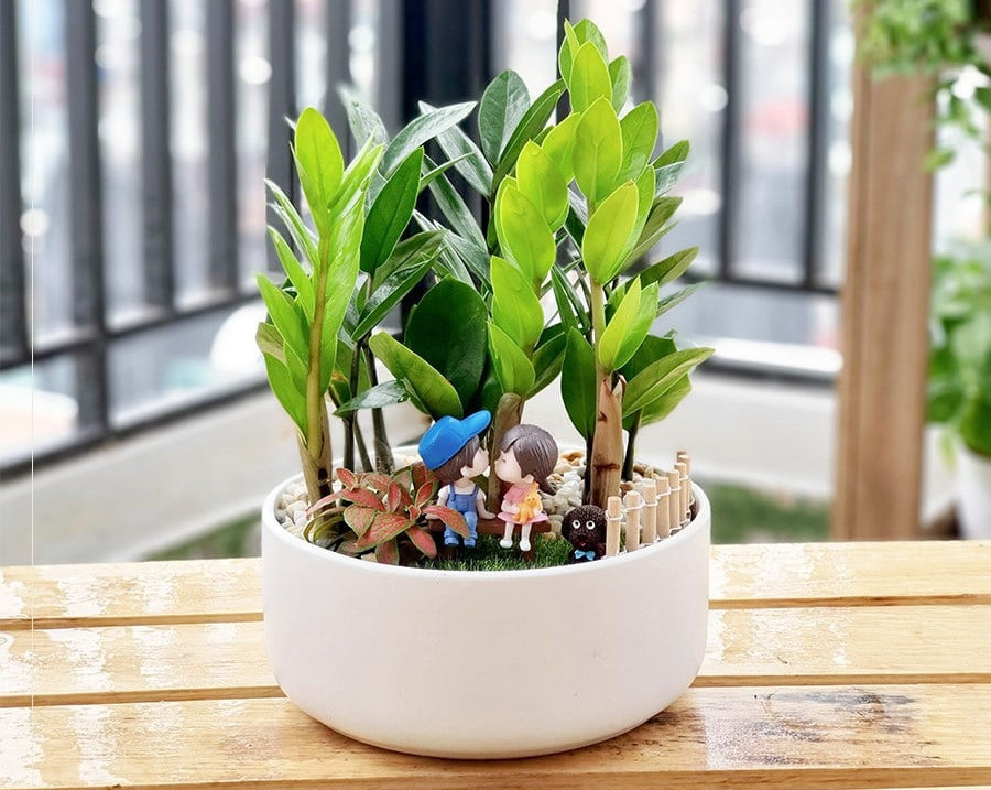 Trồng cây phong thuỷ nào trong nhà giúp vượng khí, hút tài lộc cho gia chủ?