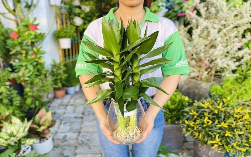 Trồng cây phong thuỷ nào trong nhà giúp vượng khí, hút tài lộc cho gia chủ?