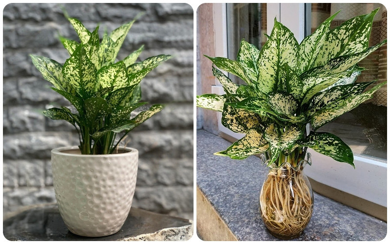 Trồng cây phong thuỷ nào trong nhà giúp vượng khí, hút tài lộc cho gia chủ?