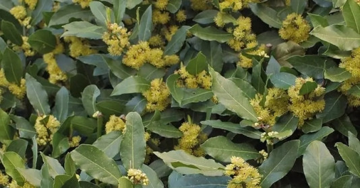 Loại lá cây dân dã của Việt Nam ra nước ngoài được săn lùng, giá đến 2 triệu/kg ở Mỹ, công dụng thần kỳ với sức khỏe ít người biết