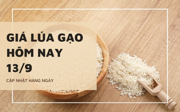 Giá lúa gạo hôm nay 13/9: Các mặt hàng chững lại