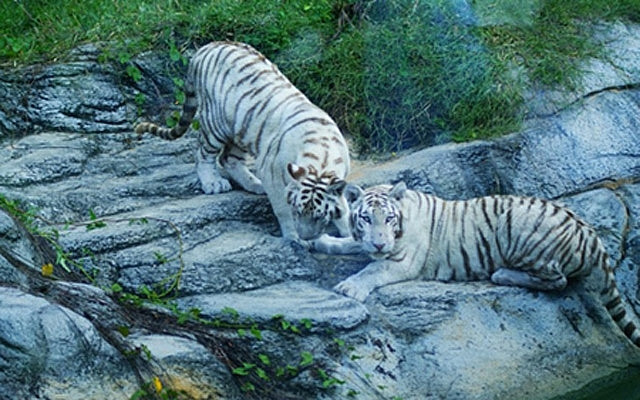 Đại gia Việt và những sở thích 