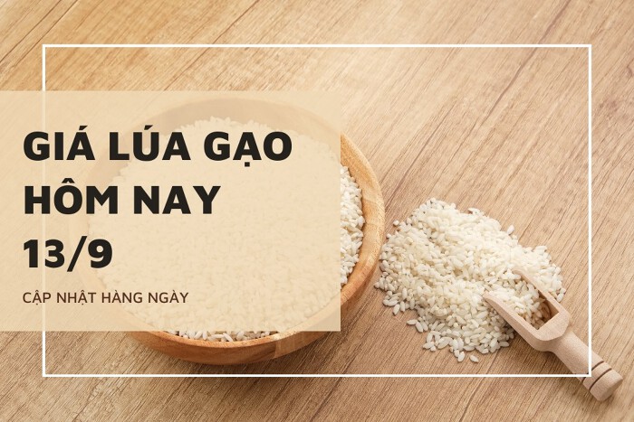 https://cdn.stockproxx.com/2023/9/13/gia-lua-gao.jpg