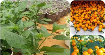 Loại quả "tí hon" nhưng giá gần tỷ đồng/kg, ở Việt Nam trồng đại trà như cây cảnh: Siêu nhiều vitamin C, ngăn lão hoá cực tốt