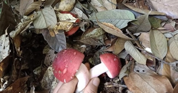 Bất ngờ loại nấm rừng chỉ mọc vào ban đêm, được ví như "vàng đỏ" có giá cả triệu đồng/kg, dân vác đèn đi hái từ mờ sáng