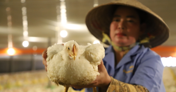 Thu 2,5 tỷ đồng mỗi năm nhờ chuyển đổi đất làm trang trại nuôi gà công nghiệp