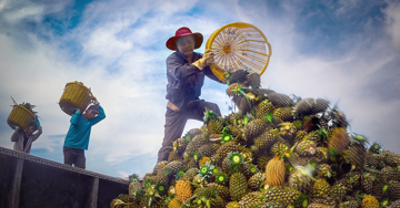 Thu lãi 60 triệu đồng với mỗi hecta trồng khóm Cầu Đúc