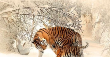 3 con giáp nữ số KHỔ: Có phúc không hưởng, có tiền ngại tiêu, lận đận trăm bề!