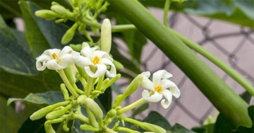 6 loại lá cây khiến ung thư "sợ hãi": Có loại mọc dại đầy ruộng, có loại được khuyên uống mỗi ngày