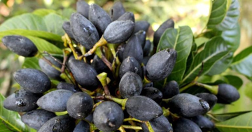 Quả trám giàu dinh dưỡng, chữa nhiều bệnh