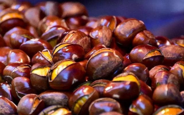 Loạt hạt là “vua của trái cây khô”, tốt ngang nhân sâm, hễ vào đông giá lại tăng vọt