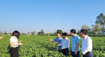 Nhiều nông dân Thái Bình ‘phất lên như diều gặp gió’ nhờ cây ‘hái ra tiền’, sản lượng cả tấn, thu nhập 100 triệu đồng/sào