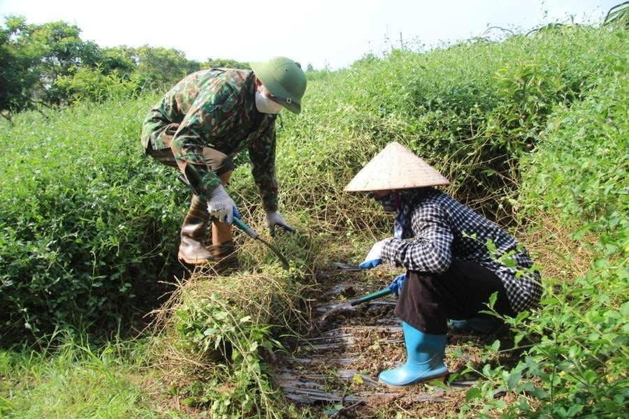 Nhiều nông dân Thái Bình ‘phất lên như diều gặp gió’ nhờ cây ‘hái ra tiền’, sản lượng cả tấn, thu nhập 100 triệu đồng/sào
