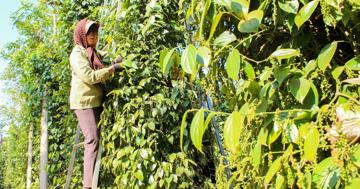 Giá tiêu hôm nay 28/12: tăng 2 ngày liên tiếp, thêm trung bình 2.000-2.500 đồng/kg