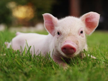 Cổ phiếu chăn nuôi dậy sóng phiên cuối năm, khối ngoại bất ngờ hút ròng lượng lớn DBC