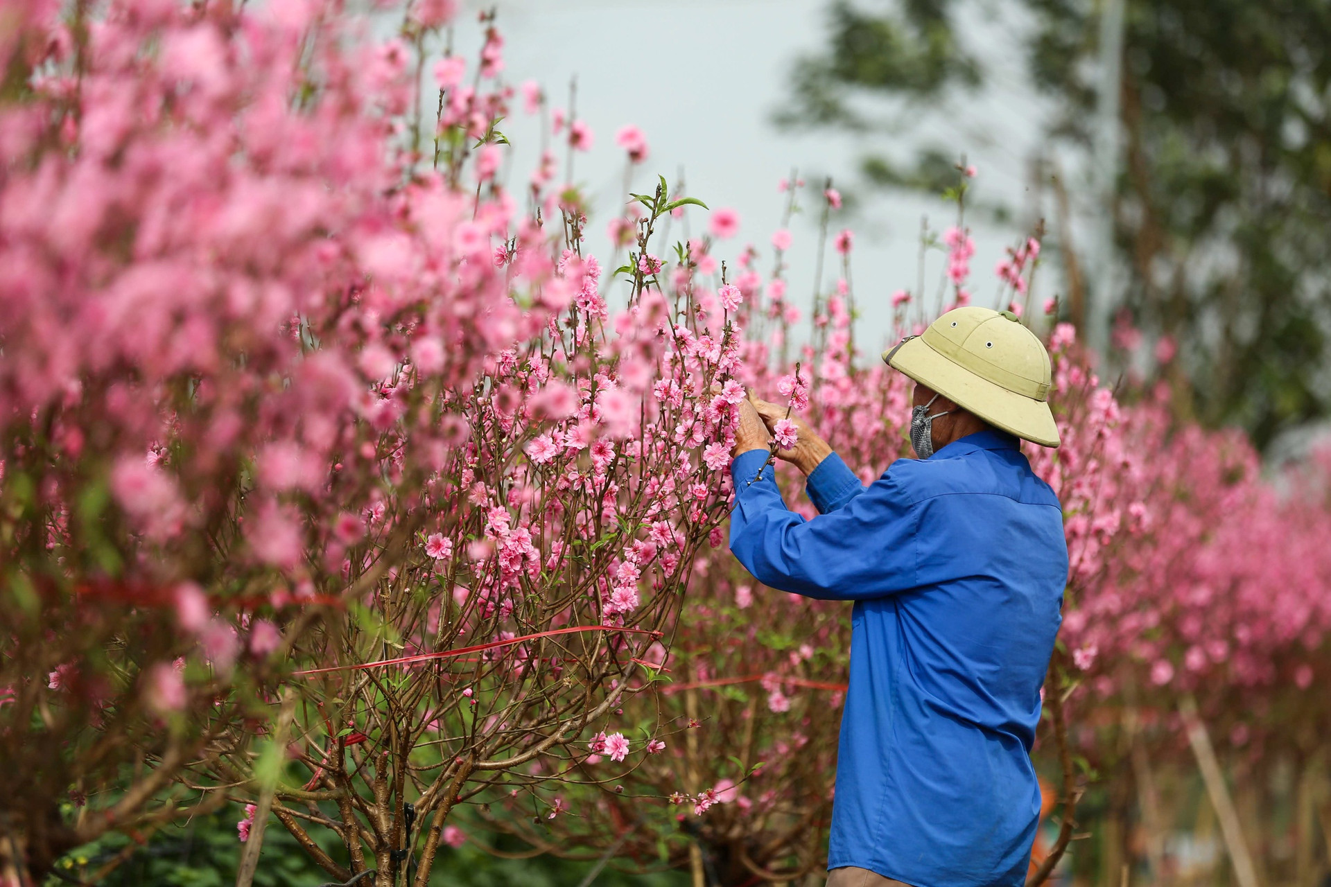 Làng đào Nhật Tân – Phú Thượng khoe sắc ngày cận Tết- Ảnh 3.
