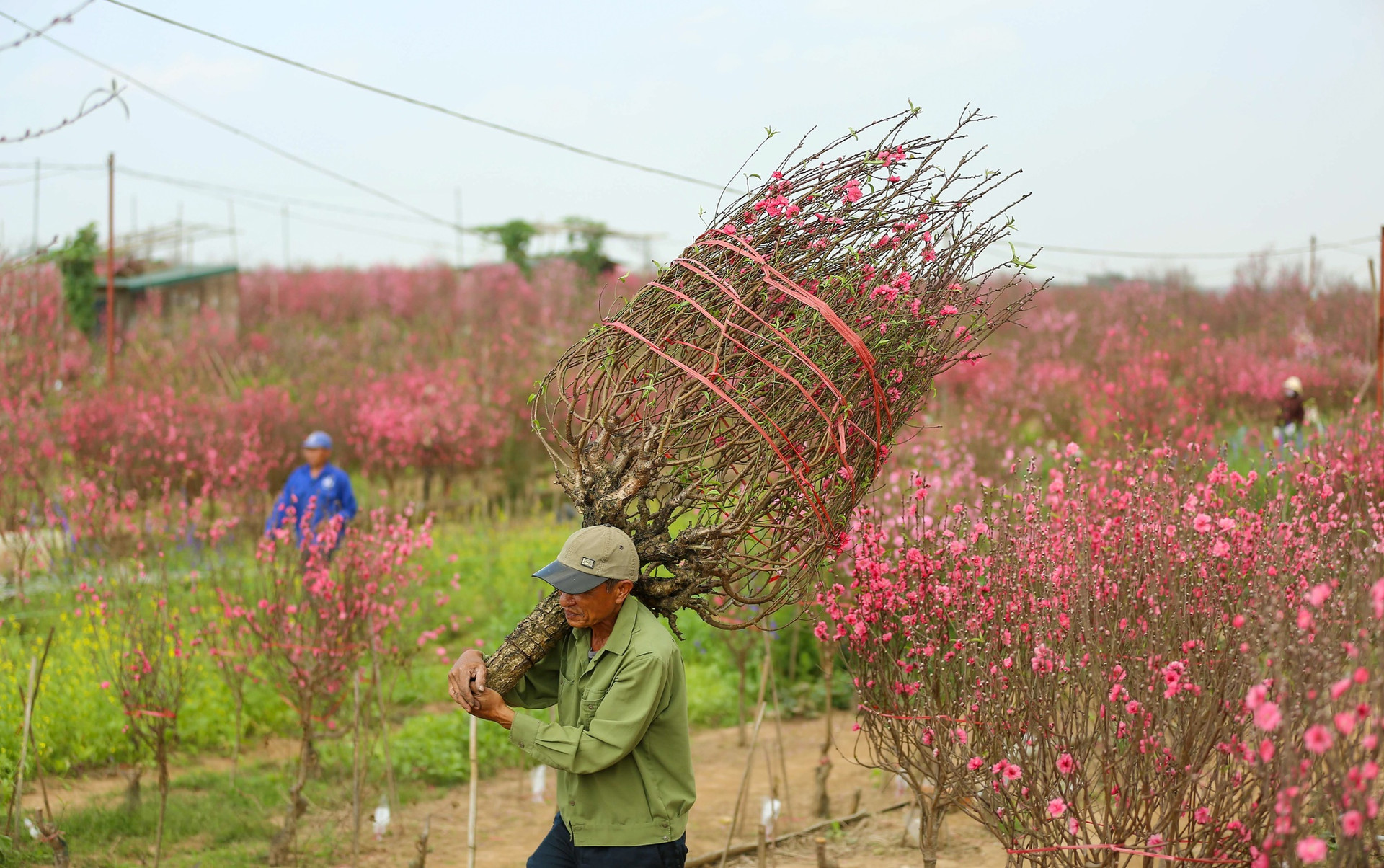 Làng đào Nhật Tân – Phú Thượng khoe sắc ngày cận Tết- Ảnh 5.