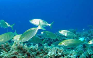 Phát hiện loài cá ăn phải sẽ gây ra ảo giác kinh hoàng trong 3 ngày