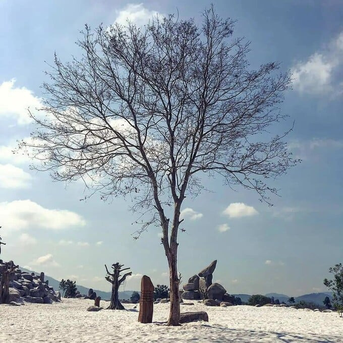 Những bãi cát trắng trải dài bất tận, kết hợp với trụ đá và những thân cây trơ trọi mang lại một khung cảnh vô cùng độc đáo. Ảnh: @mikelyr7