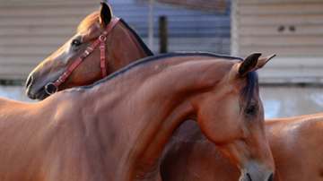 Về thủ phủ nuôi ngựa đua nức tiếng một thời, cách TP.HCM chỉ hơn 30km