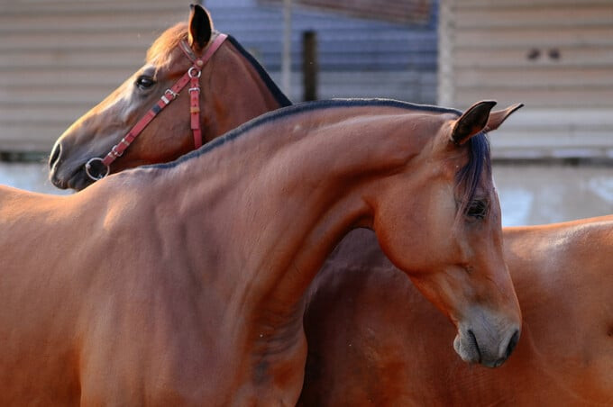 Nghề nuôi ngựa đua từng làm vang danh mảnh đất Đức Hòa. Ảnh: Báo Long An