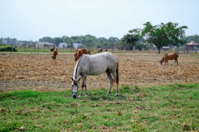 Nghề nuôi ngựa đua tại Đức Hòa đã thoái trào trong nhiều năm trở lại đây. Ảnh: Báo Long An
