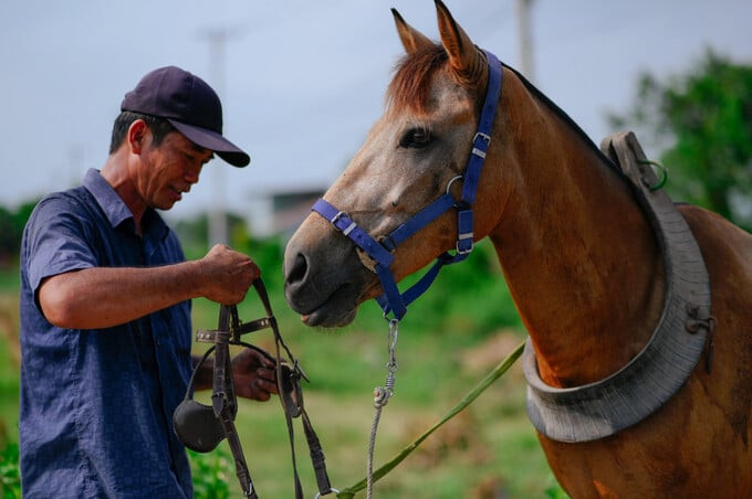 Người dân Đức Hòa giữ thói quen dắt ngựa đi tập luyện hàng ngày như một cách để duy trì sức khỏe cho ngựa và lưu giữ niềm đam mê của mình. Ảnh: Báo Long An