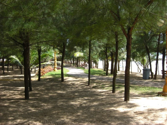 Bạt ngàn rặng thông khiến du khách liên tưởng đến một Đà Lạt trên biển. Ảnh: Bailuresort