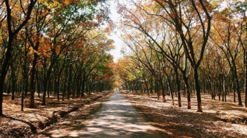 Một doanh nghiệp cao su chuyển đổi gần 11.000ha đất cao su phục vụ nhiều mục đích khác