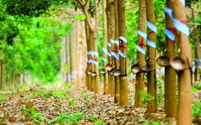 PHR c&oacute; thể thực hiện chuyển đổi khoảng 10.900ha đất cao su. Ảnh minh họa