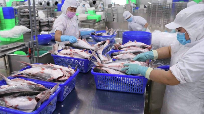 Một công ty thủy sản sắp nhân đôi vốn điều lệ, lợi nhuận quý II/2024 ước tăng 2,5 lần Một công ty thủy sản sắp nhân đôi vốn điều lệ, lợi nhuận quý II/2024 ước tăng 2,5 lần