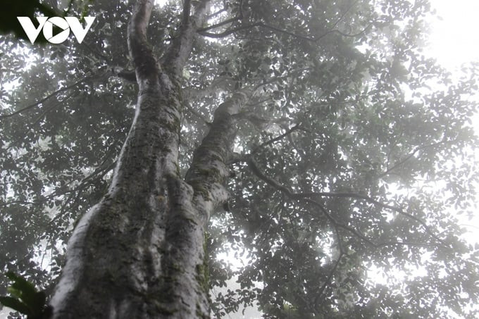 Tán của cây chè