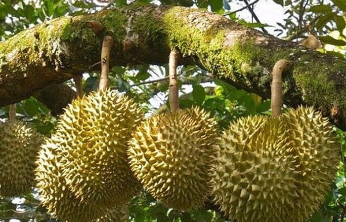 Quả &lsquo;tỷ đ&ocirc;&rsquo; của Việt Nam giảm gi&aacute; một nửa, n&ocirc;ng d&acirc;n 'kh&oacute;c r&ograve;ng' đ&oacute;n Tết k&eacute;m vui