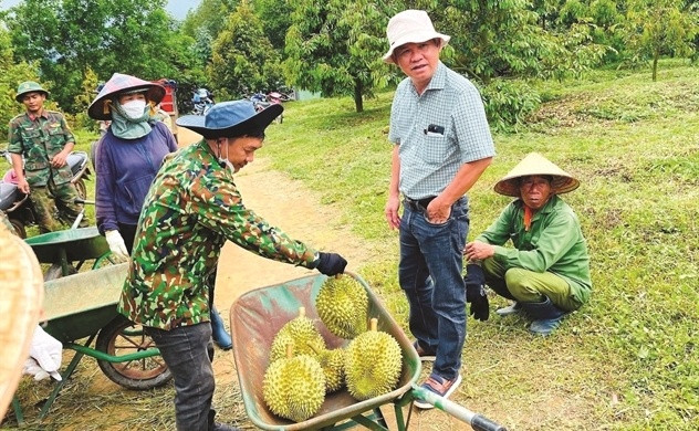 Chuối, sầu ri&ecirc;ng v&agrave; heo gi&uacute;p bầu Đức thắng lớn, Ho&agrave;ng Anh Gia Lai mỗi ng&agrave;y l&atilde;i gần 3 tỷ đồng